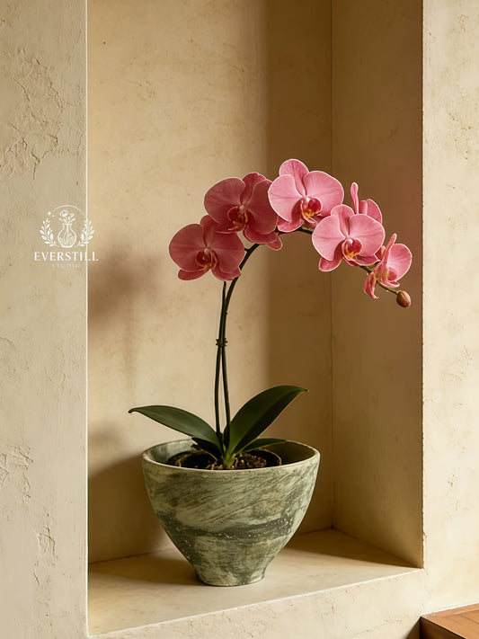 Butterfly Orchid Heritage Planter