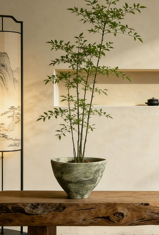 Butterfly Orchid Heritage Planter
